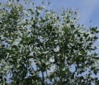 Eucalyptus gunnii - Gomboom - 1