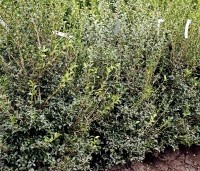Osmanthus x burkwoodii - Schijnhulst - als haag toepassing