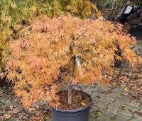 Acer palmatum 'Dissectum' - Japanse esdoorn 'Dissectum' - herfst