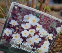 Potentilla 'Abbotswood'