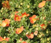 Potentilla fruticosa Red Ace