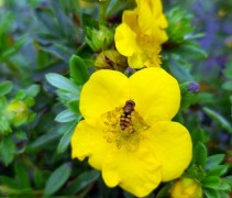 Potentilla 'Goldfinger'