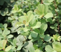 Spiraea betulifolia 'Tor'