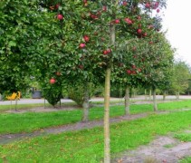 Malus domestica 'Gloster'