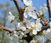 Prunus avium Bigarreau Napoleon bloesem
