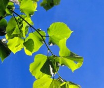 Tilia cordata
