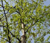 Betula pubescens - Zachte Berk - 1