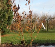 Hamamelis x intermedia Jelena