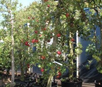 Malus domestica 'Elstar'  oude struikbomen in container