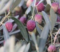Olea