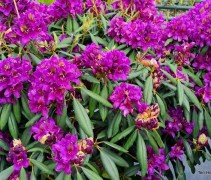 Rhododendron 'Marcel Menard'