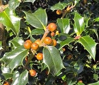 Ilex aquipernyi 'Dragon Lady' - Hulst 'Dragon Lady' - 1