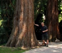 Sequoiadendron giganteum - Mammoetboom - Willem ten Hoven test de windbestendigheid
