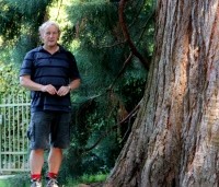 Sequoiadendron giganteum - Mammoetboom - Willem ten Hoven
