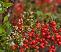 Nandina domestica - Hemelse bamboe - Bloei en Bes in november 2025