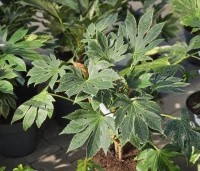 Fatsia japonica 'Spiders Web' - Japanse groenblijvende bonte vingerplant - C7  maat 60-80 cm