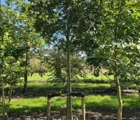 Quercus x turneri 'Pseudoturneri' - Semi- wintergroene eik 'Pseudoturneri' - 8
