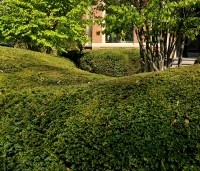 Taxus baccata - Venijnboom - Taxus wolken