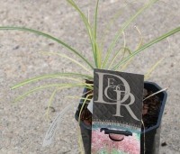 Miscanthus sinensis 'Red Chief' - Prachtriet 'Red Chief' - 1