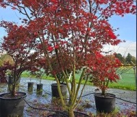 Acer palmatum 'Masu-kagami' - Japanse Esdoorn 'Masu-kagami' - 3