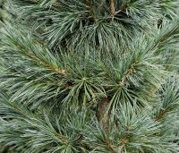 Pinus flexillis 'Vanderwolf's Pyramid' - Den - 1