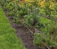 Pinus sylvestris - Grove den - opkweek in vak H  kooi