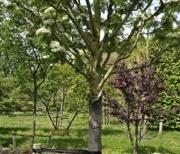 Sorbus 'Dodong' - Lijsterbes 'Dodong' - 2