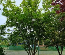 Acer palmatum 'Saoshika'
