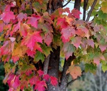 Acer rubrum 'Scanlon'