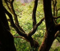 Chinese Vernisboom in volwassen vorm