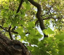 blad Catalpa bignonioides 