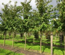 Prunus Shirofugen jonge bomen op onze kwekerij in Gelderland
