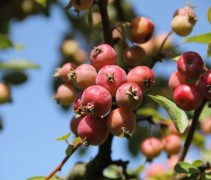 Sierappel 'Evereste',  meerstammige boom met heel veel vruchten