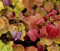 Cercis canadensis 'Eternal Flame' - Amerikaanse Judasboom 'Eternal Flame' - 2