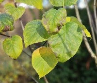 Syringa vulgaris 'Beauty of Moscow' - Sering 'Beauty of Moscow' - 1