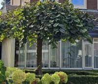 Ulmus 'Camperdownii' - Prieel-iep - nazomer