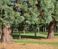 Sequoiadendron giganteum - Mammoetboom - 2025 Kwekerij THB Apeldoorn
