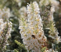 Buddleja White Ball