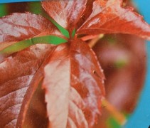 Parthenocissus quinquefolia