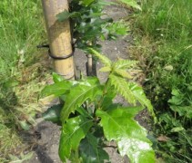Quercus x hispanica Wageningen blad