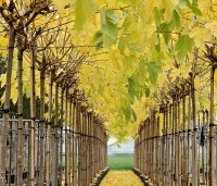 Morus alba 'Fruitless' - Moerbei - 2