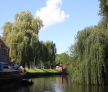 Salix Sepulcralis treurwilg