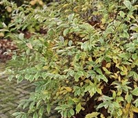Weigela florida 'Nana Variegata' - Weigela 'Nana Variegata' - herfst