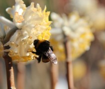 Edgeworthia Grandiflora