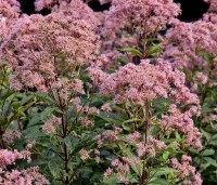 Eupatorium maculatum 'Atropurpureum' - Koninginnekruid - 1