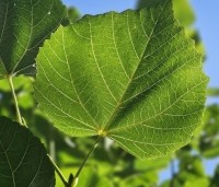 Tilia x europaea 'Euchlora' - Linde - 5