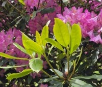 Rhododendron ponticum 'Roseum' - Bosrhododendron 'Roseum' - juni 2026