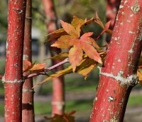 Acer palmatum 'Sangokaku' - Japanse Esdoorn 'Sangokaku' - 1