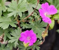 Geranium sanguineum 'Max Frei' per kist a 24 st. - Ooievaarsbek, Max Frei - 2