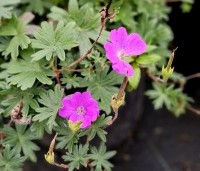Geranium sanguineum 'Max Frei' per kist a 24 st. - Ooievaarsbek, Max Frei - 1